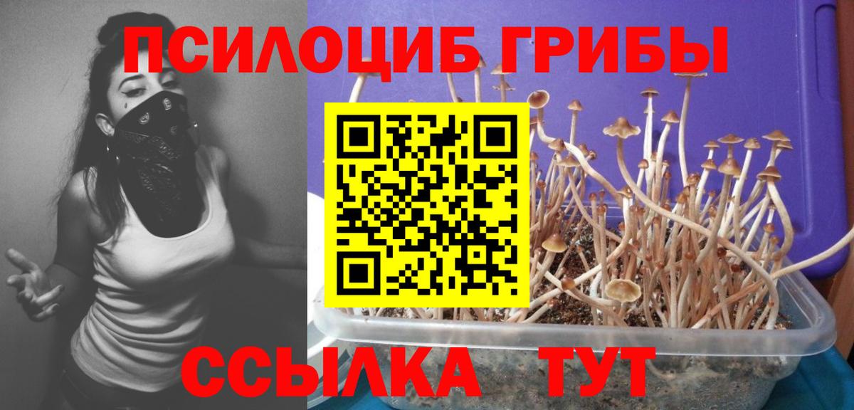 Псилоцибиновые грибы MAGIC MUSHROOMS  как найти закладки  Сунжа  Вход с VPN 